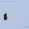 014 PPG Canyon Mbie Oiseau Palmiste Africain Gypohierax angolensis en Vol 14E5K3IMG_99959wtmk.jpg