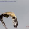 042 PPG Canyon Oudiki Oiseau Outarde du Senegal Eupodotis senegalensis en Vol 14E5K3IMG_110575wtmk.jpg