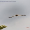 043 PPG Canyon Oudiki Oiseau Outarde du Senegal Eupodotis senegalensis en Vol 14E5K3IMG_110576wtmk.jpg