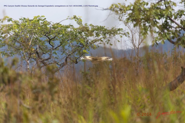044 PPG Canyon Oudiki Oiseau Outarde du Senegal Eupodotis senegalensis en Vol 14E5K3IMG_110579wtmk.jpg