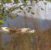 045 PPG Canyon Oudiki Oiseau Outarde du Senegal Eupodotis senegalensis en Vol 14E5K3IMG_110579awtmk.jpg