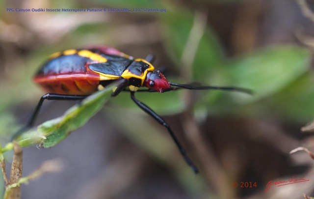 065 PPG Canyon Oudiki Insecte Heteroptera Punaise B 14E5K3IMG_110753wtmk.jpg