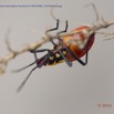 067 PPG Canyon Oudiki Insecte Heteroptera Punaise B 14E5K3IMG_110786wtmk.jpg