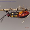 068 PPG Canyon Oudiki Insecte Heteroptera Punaise B 14E5K3IMG_110789wtmk.jpg
