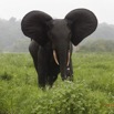 038 LOANGO 2 Akaka Riviere Rembo Ngove Sud Mammalia Proboscidea Elephant Loxodonta africana cyclotis 15E5K3IMG_107225wtmk.jpg