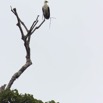 066 LOANGO 2 Akaka Riviere Rembo Ngove Sud Oiseau Aves Palmiste Africain Gypohierax angolensis 15E5K3IMG_107319wtmk.jpg