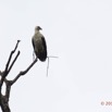 067 LOANGO 2 Akaka Riviere Rembo Ngove Sud Oiseau Aves Palmiste Africain Gypohierax angolensis 15E5K3IMG_107322wtmk.jpg