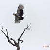 069 LOANGO 2 Akaka Riviere Rembo Ngove Sud Oiseau Aves Palmiste Africain Gypohierax angolensis en Vol 15E5K3IMG_107329wtmk.jpg