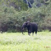 094 LOANGO 2 Akaka Riviere Rembo Ngove Sud Mammalia Proboscidea Elephant Loxodonta africana cyclotis 15E5K3IMG_107410wtmk.jpg