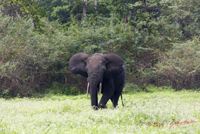 095 LOANGO 2 Akaka Riviere Rembo Ngove Sud Mammalia Proboscidea Elephant Loxodonta africana cyclotis 15E5K3IMG_107417wtmk.jpg