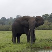 107 LOANGO 2 Akaka Riviere Rembo Ngove Sud Mammalia Proboscidea Elephant Loxodonta africana cyclotis 15E5K3IMG_107456wtmk.jpg