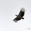 133 LOANGO 2 Akaka Riviere Rembo Ngove Sud Oiseau Aves Palmiste Africain Gypohierax angolensis en Vol 15E5K3IMG_107572wtmk.jpg