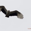 134 LOANGO 2 Akaka Riviere Rembo Ngove Sud Oiseau Aves Palmiste Africain Gypohierax angolensis en Vol 15E5K3IMG_107573wtmk.jpg