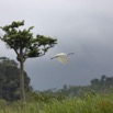 151 LOANGO 2 Akaka Riviere Rembo Ngove Sud Oiseau Aves Grande Aigrette Egretta alba en Vol 15E5K3IMG_107610wtmk.jpg