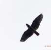 101 LOANGO 2 le Lodge Oiseau Aves Perroquet Jaco Psittacus erithacus en Vol 15E5K3IMG_106090wtmk.jpg