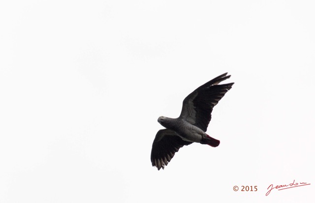 103 LOANGO 2 le Lodge Oiseau Aves Perroquet Jaco Psittacus erithacus en Vol 15E5K3IMG_106119wtmk.jpg
