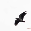 103 LOANGO 2 le Lodge Oiseau Aves Perroquet Jaco Psittacus erithacus en Vol 15E5K3IMG_106119wtmk.jpg