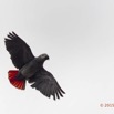104 LOANGO 2 le Lodge Oiseau Aves Perroquet Jaco Psittacus erithacus en Vol 15E5K3IMG_106140wtmk.jpg