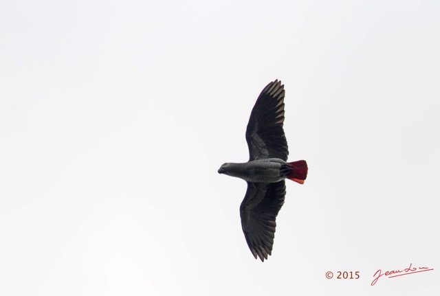105 LOANGO 2 le Lodge Oiseau Aves Perroquet Jaco Psittacus erithacus en Vol 15E5K3IMG_106148wtmk.jpg
