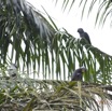 107 LOANGO 2 le Lodge Oiseau Aves Perroquet Jaco Psittacus erithacus Mangeant une Noix de Palme 15E5K3IMG_106128wtmk.jpg