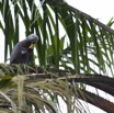 108 LOANGO 2 le Lodge Oiseau Aves Perroquet Jaco Psittacus erithacus Mangeant une Noix de Palme 15E5K3IMG_106129wtmk.jpg