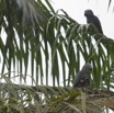 109 LOANGO 2 le Lodge Oiseau Aves Perroquet Jaco Psittacus erithacus Mangeant une Noix de Palme 15E5K3IMG_106130wtmk.jpg