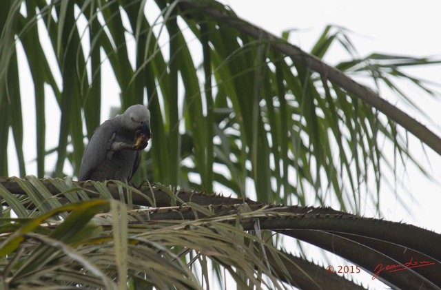 110 LOANGO 2 le Lodge Oiseau Aves Perroquet Jaco Psittacus erithacus Mangeant une Noix de Palme 15E5K3IMG_106131wtmk.jpg