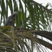 111 LOANGO 2 le Lodge Oiseau Aves Perroquet Jaco Psittacus erithacus Mangeant une Noix de Palme 15E5K3IMG_106132wtmk.jpg