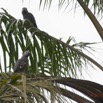 112 LOANGO 2 le Lodge Oiseau Aves Perroquet Jaco Psittacus erithacus Mangeant une Noix de Palme 15E5K3IMG_106136wtmk.jpg