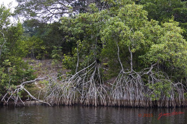 005 LOANGO 2 la Lagune Iguela Crocodile du Nil la Mangrove 15E5K3IMG_106678wtmk.jpg
