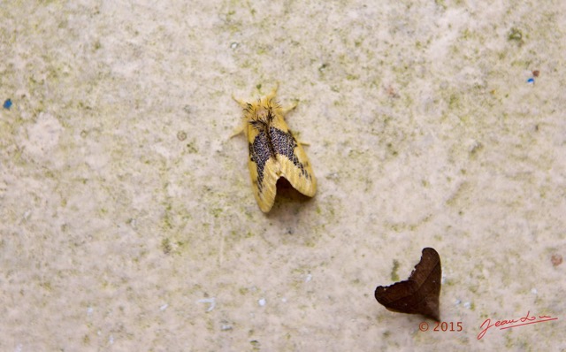 072 LOANGO 2 Iguela-Rabi Check-Point Nord Insecta Lymantriidae Euproctis sp 15E5K3IMG_108101wtmk.jpg