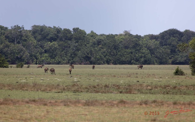 010 LOANGO 2 Tassi Savane et Buffles Syncerus caffer nanus en Troupeau 15E5K3IMG_106176wtmk.jpg