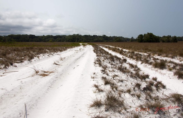 014 LOANGO 2 Tassi Savane Seche et Piste de Sable 15E5K3IMG_106205wtmk.jpg