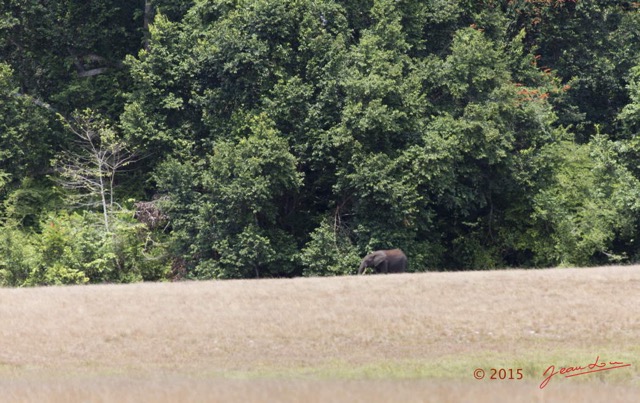 028 LOANGO 2 Tassi Savane Seche Elephant Solitaire 15E5K3IMG_106250wtmk.jpg