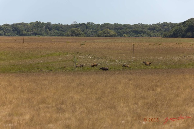 030 LOANGO 2 Tassi Savane Seche Buffles Syncerus caffer nanus en Troupeau 15E5K3IMG_106268wtmk.jpg