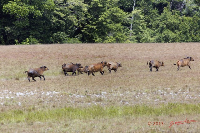 033 LOANGO 2 Tassi Savane Seche Buffles Syncerus caffer nanus en Troupeau 15E5K3IMG_106279wtmk.jpg