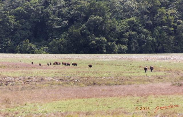 034 LOANGO 2 Tassi Savane Buffles et Potamocheres 15E5K3IMG_106288wtmk.jpg