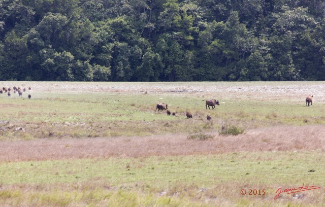 035 LOANGO 2 Tassi Savane Buffles et Potamocheres 15E5K3IMG_106291wtmk.jpg