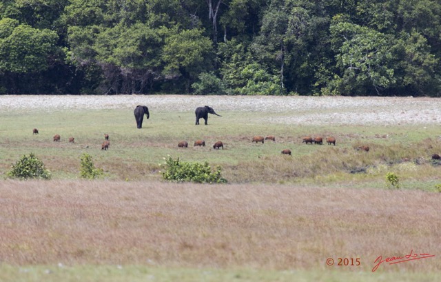 042 LOANGO 2 Tassi Savane Elephants et Potamocheres 15E5K3IMG_106300wtmk.jpg