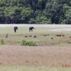 042 LOANGO 2 Tassi Savane Elephants et Potamocheres 15E5K3IMG_106300wtmk.jpg