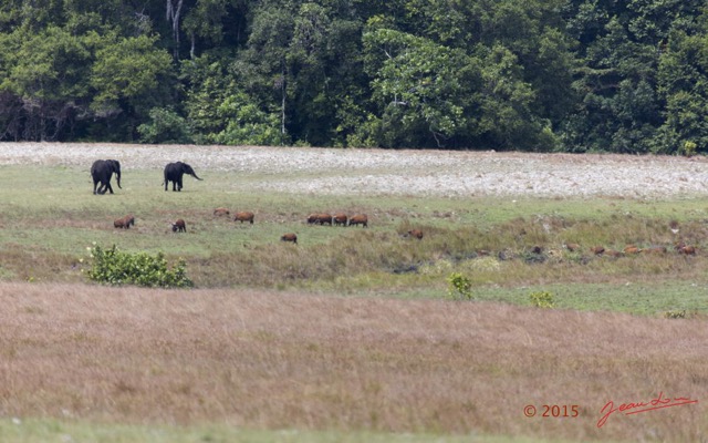 043 LOANGO 2 Tassi Savane Elephants et Potamocheres 15E5K3IMG_106301wtmk.jpg