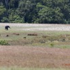 043 LOANGO 2 Tassi Savane Elephants et Potamocheres 15E5K3IMG_106301wtmk.jpg