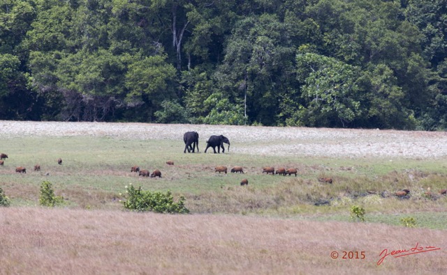 044 LOANGO 2 Tassi Savane Elephants et Potamocheres 15E5K3IMG_106303wtmk.jpg