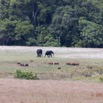 044 LOANGO 2 Tassi Savane Elephants et Potamocheres 15E5K3IMG_106303wtmk.jpg