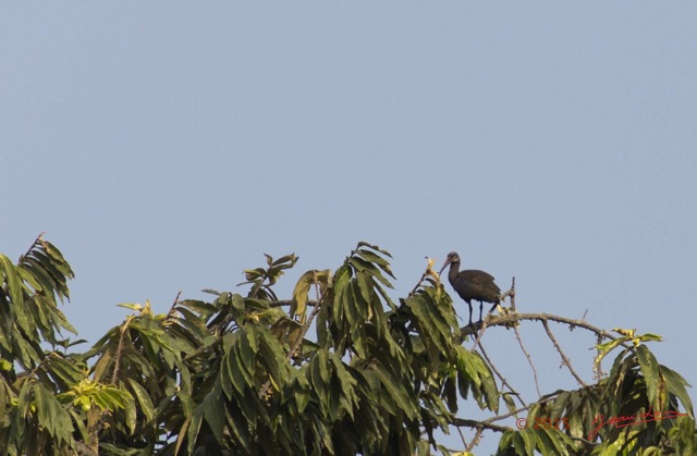 072 LOANGO 2 Tassi le Bungalow Principal Oiseau Aves Ibis Hagedash Bostrychia hagedash 15E5K3IMG_106400wtmk.jpg