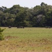 076 LOANGO 2 Tassi le Bungalow Principal Mammifere Proboscidea Elephants Loxodonta africana cyclotis en Troupeau 15E5K3IMG_106411wtmk.jpg