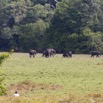 077 LOANGO 2 Tassi le Bungalow Principal Mammifere Proboscidea Elephants Loxodonta africana cyclotis en Troupeau 15E5K3IMG_106413wtmk.jpg