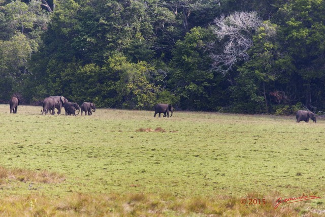 078 LOANGO 2 Tassi le Bungalow Principal Mammifere Proboscidea Elephants Loxodonta africana cyclotis en Troupeau 15E5K3IMG_106414wtmk.jpg