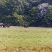 078 LOANGO 2 Tassi le Bungalow Principal Mammifere Proboscidea Elephants Loxodonta africana cyclotis en Troupeau 15E5K3IMG_106414wtmk.jpg