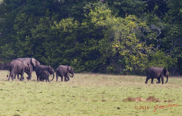 079 LOANGO 2 Tassi le Bungalow Principal Mammifere Proboscidea Elephants Loxodonta africana cyclotis en Troupeau 15E5K3IMG_106414awtmk.jpg